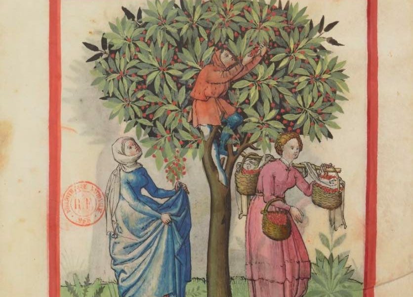 The History of Cherries - The History of Fresh Produce