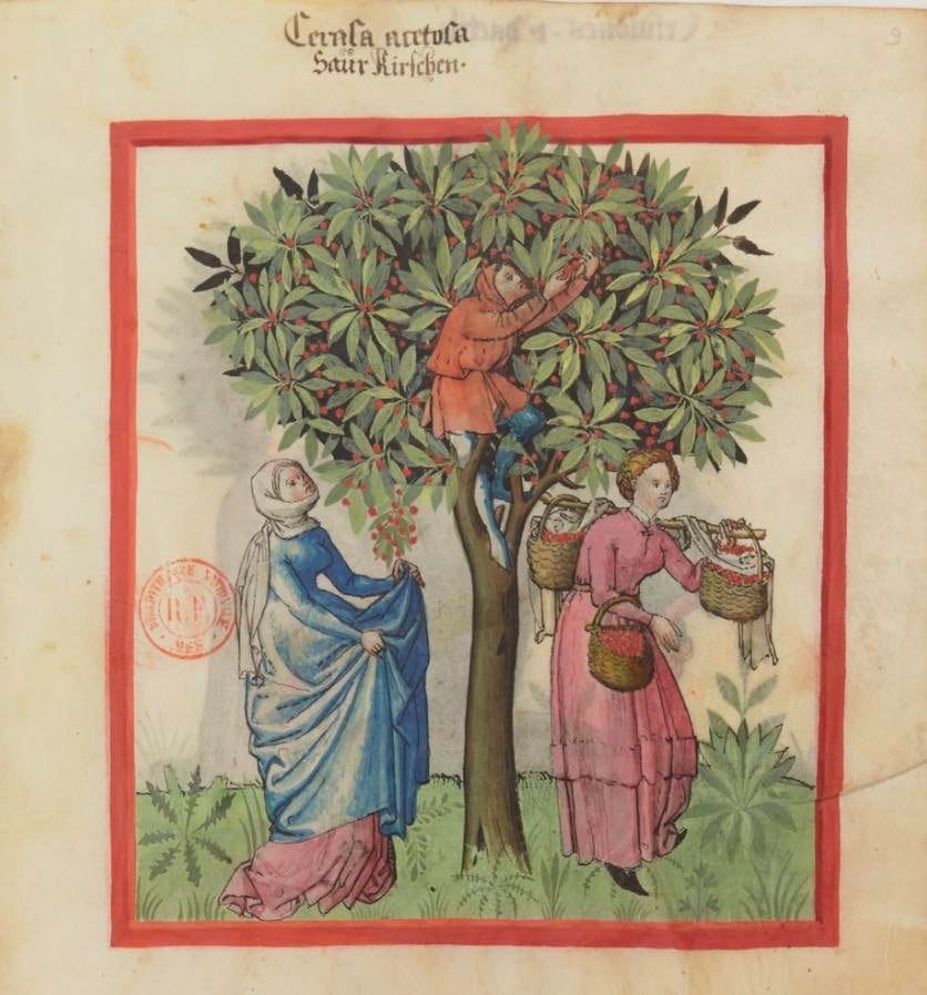 The History of Cherries - The History of Fresh Produce