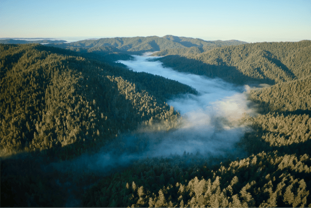 Through a partnership with The Conservation Fund, Apple is helping to protect 14,000 acres of coastal redwood forest in California. Through a partnership with The Conservation Fund, Apple is helping to protect 14,000 acres of coastal redwood forest in California.