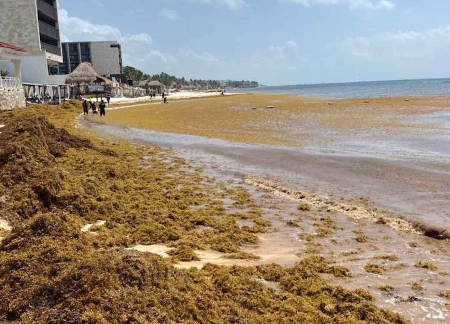 hick brown sargassum covering a Riviera Maya hotel beach as cleanup workers clear it near the water. hick brown sargassum covering a Riviera Maya hotel beach as cleanup workers clear it near the water.