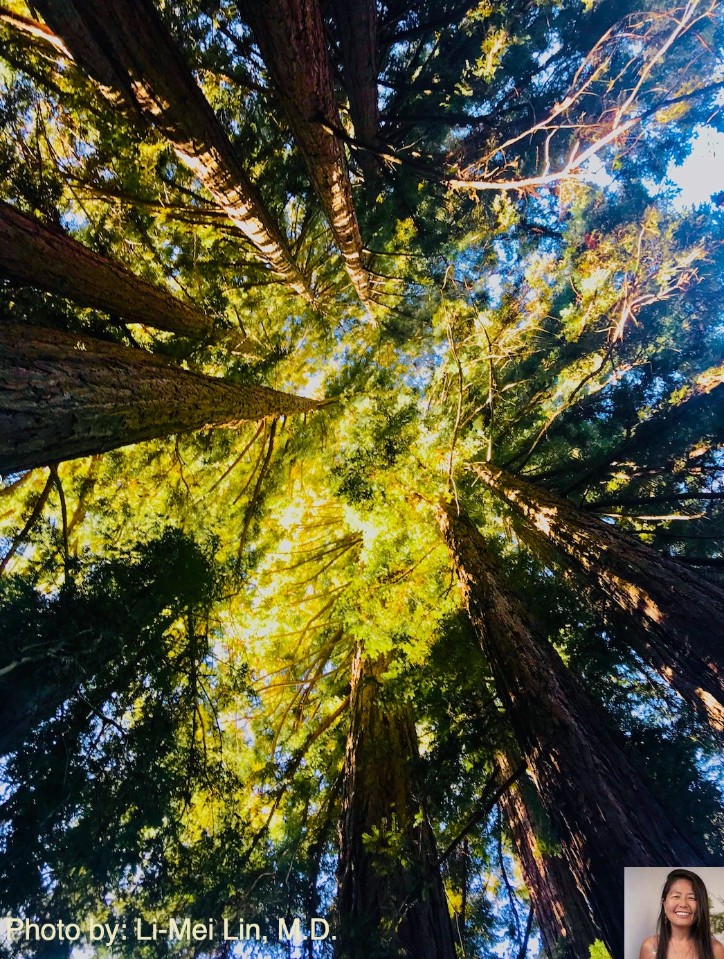 Tree canopy by Li-Mei Lin, M.D. Tree canopy by Li-Mei Lin, M.D.
