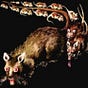 Rodent Media's avatar