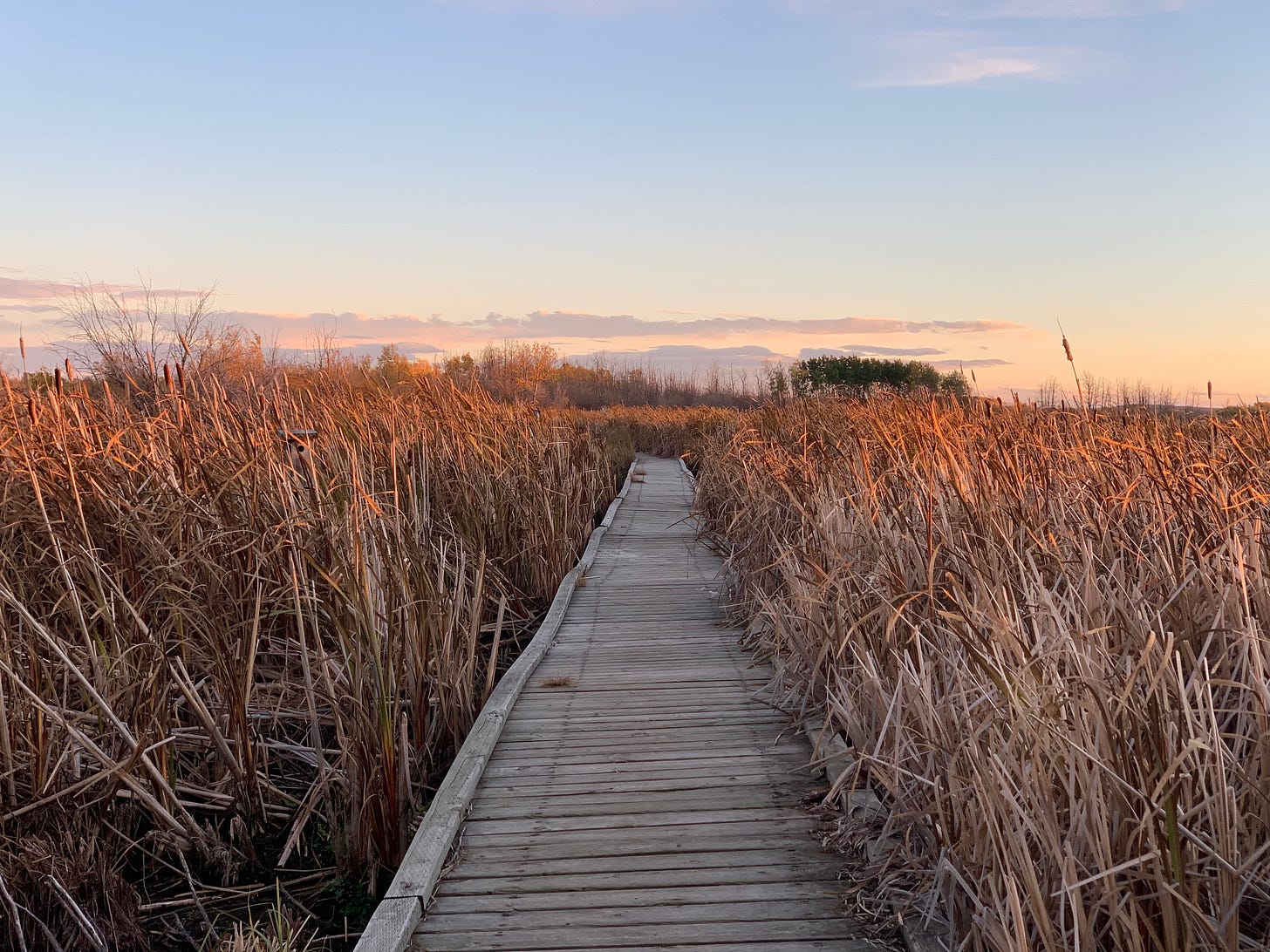 A wooden slatted walkway cutting through dry marsh grass, a pink and lavender sunset in the distance