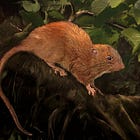 Finding the Vangunu Giant Rat and Other Summer Oddities
