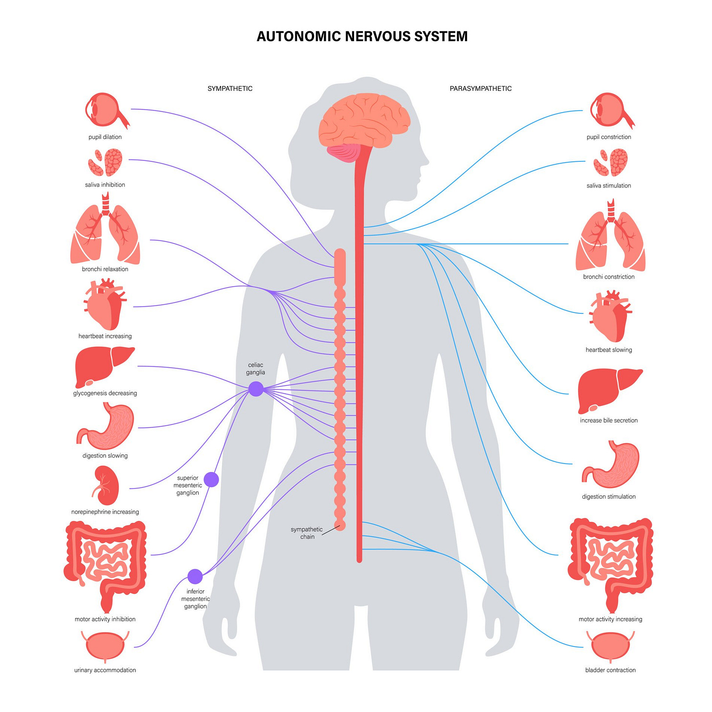 Autonomic Nervous System (ANS): What It Is and How It Works