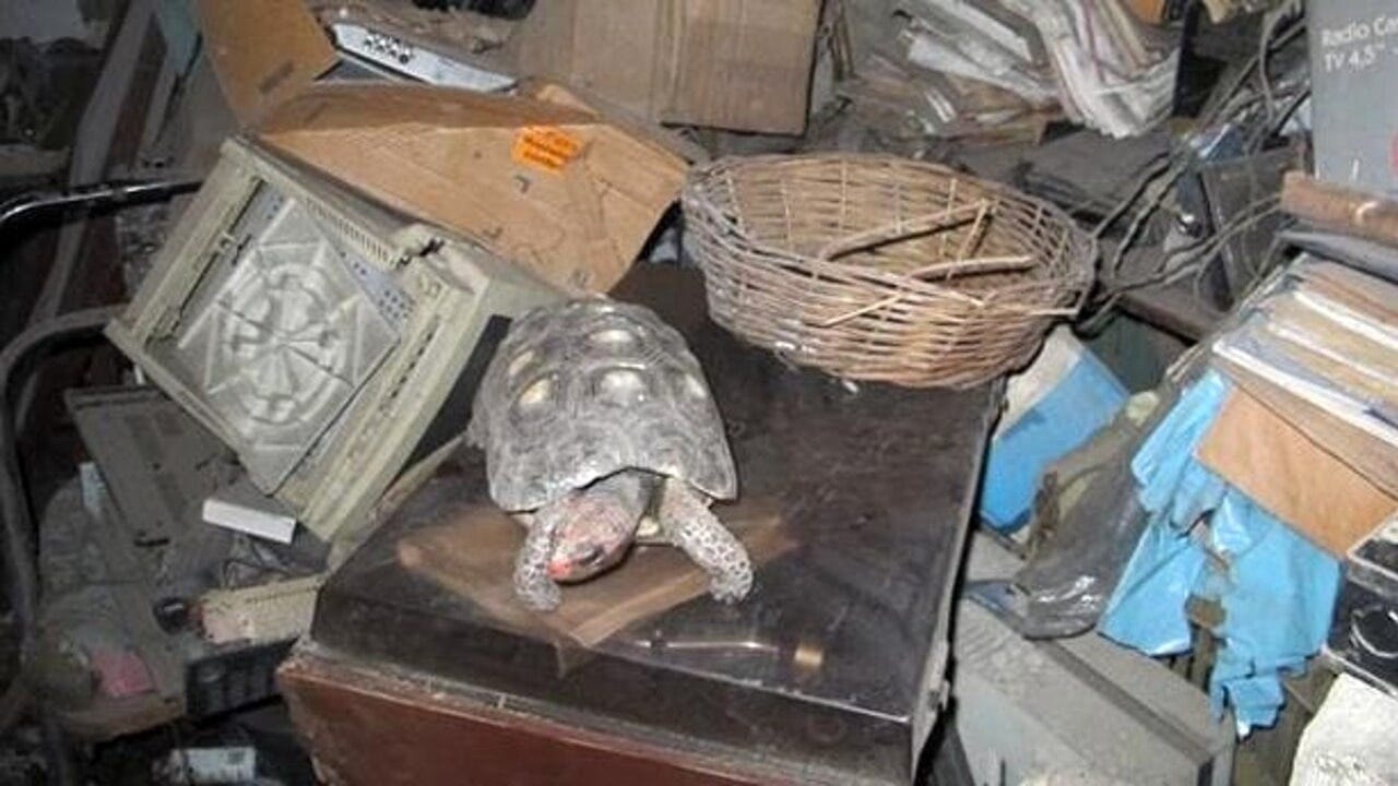 La storia di Manuel, la tartaruga scomparsa e ritrovata 30 anni dopo in  soffitta