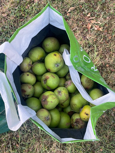 A red apple nestled in green leaves; a white sign on a black box reading 'Plums: £1.00/Bag'; green apples in a green bag, on dry yellow grass
