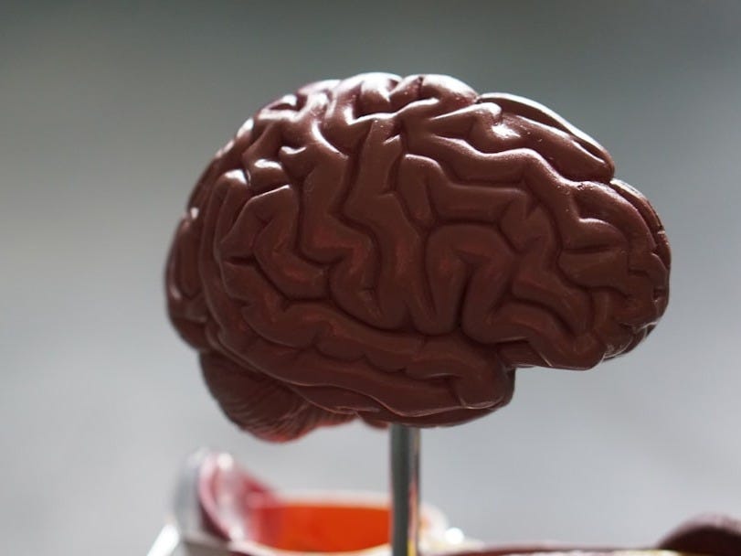 brown brain brown brain