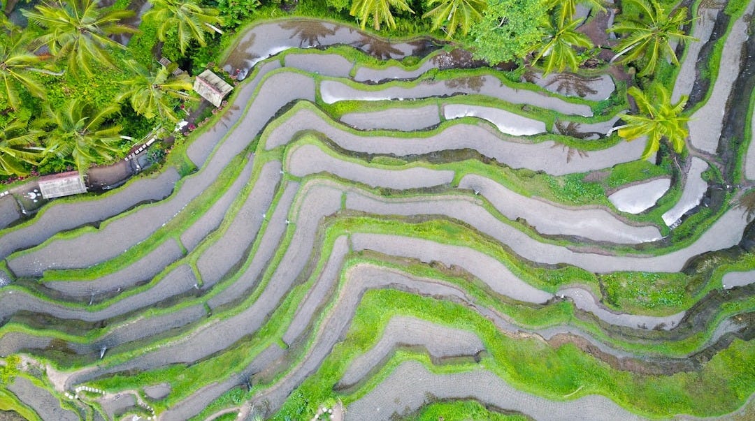 aerial view of palm trees