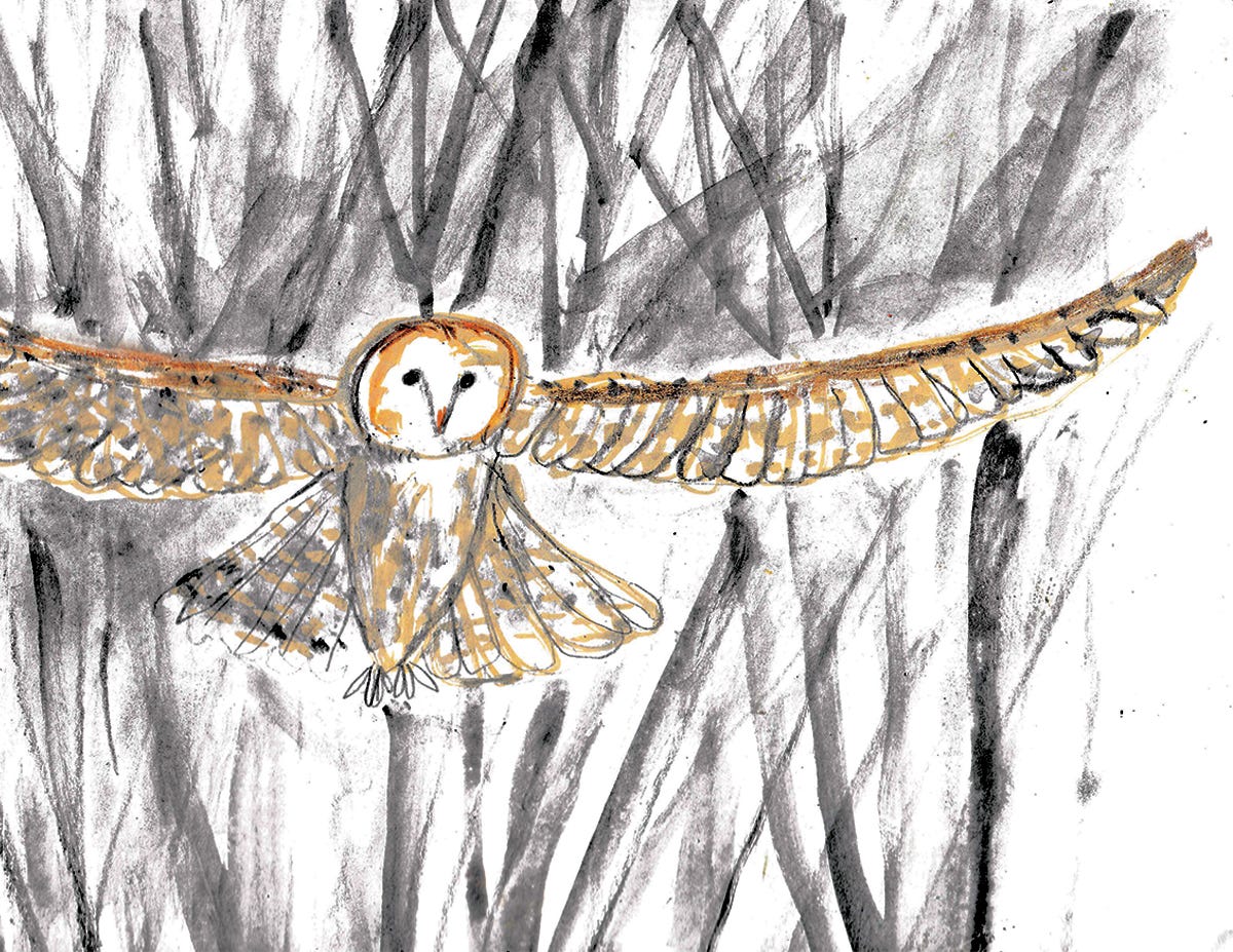 Barn owl wingspan illustration by Beth Spencer Barn owl wingspan illustration by Beth Spencer