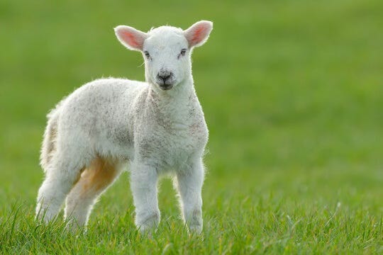 A white lamb standing in grass

Description automatically generated