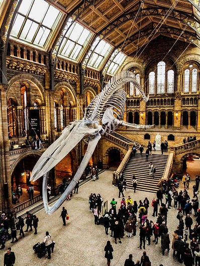 Group tour at Natural History Museum in London. Museums improve wellness.
