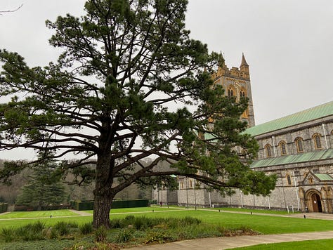 Stately trees and lavender shrubs at Buckfast Abbey