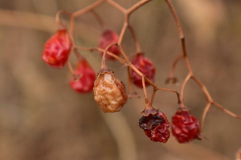 Close up of a picture of water on the edge of a leave about to drip over; red berries on a branch, pitted with indentations; berries that are deep purple and at the end of their season, limp and dying; blurry photo of a bird flying from a branch, wings outstretched; photo of black-capped chicadee sitting with head down in gray sky and snow; picture of a sparrow sitting in the snot, back to camera with head turned around looking back.