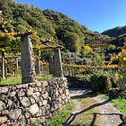 Walking In A Forest: Discoveries And Encounters