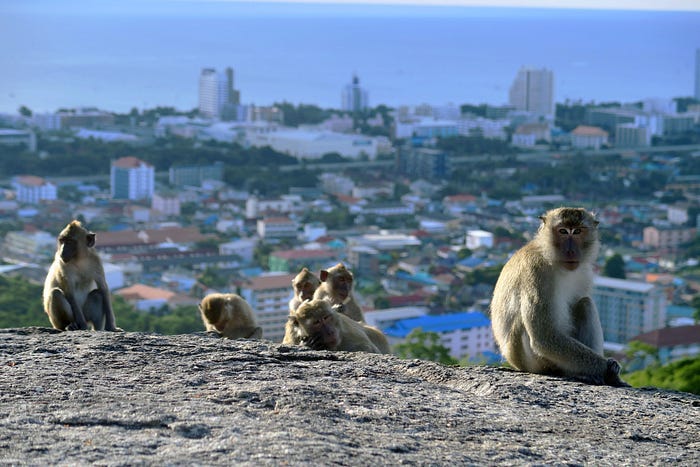 Several beige and white monkeys sit on a dirt hill overlooking a city and the sea beyond.
