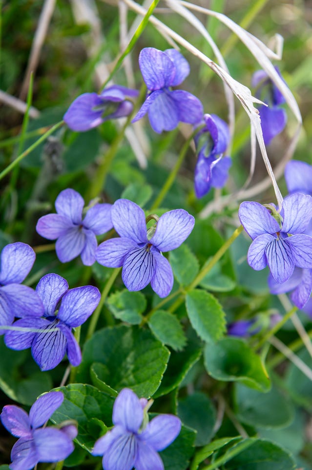 A close view of several blue-violet flowers with darker purple veining and pale throats, nodding on thin stems above rounded green leaves and dry grass in soft light.