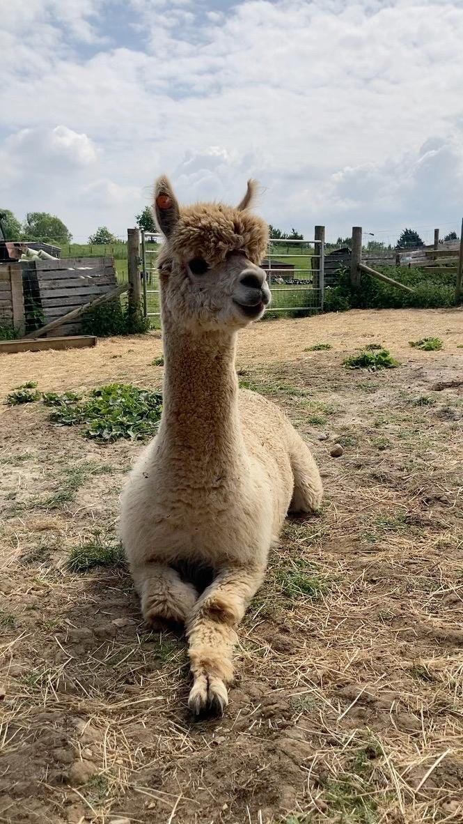 light fawn alpaca Billie Eyelash at Hideaway Wood farm cushed down with one leg sticking out in paddock.