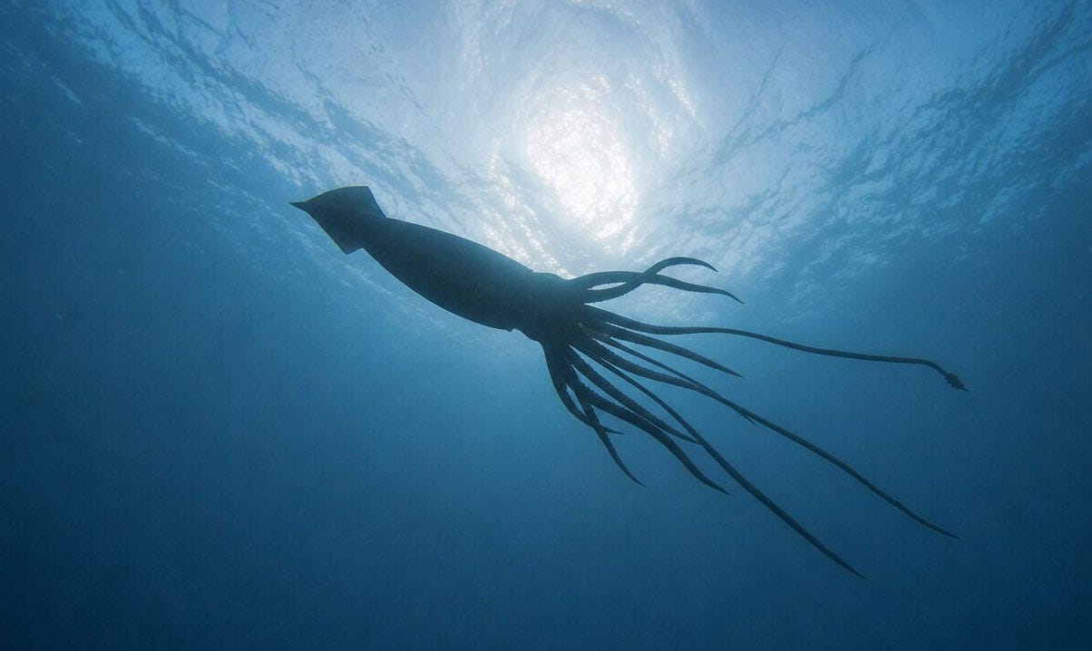 Giant Squid Detected off Western Australia in Stunning Deep-Sea Discovery Giant Squid Detected off Western Australia in Stunning Deep-Sea Discovery