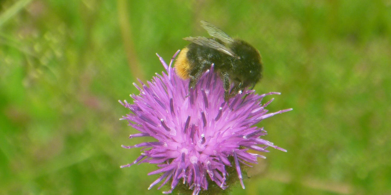 Let's Celebrate Bees!