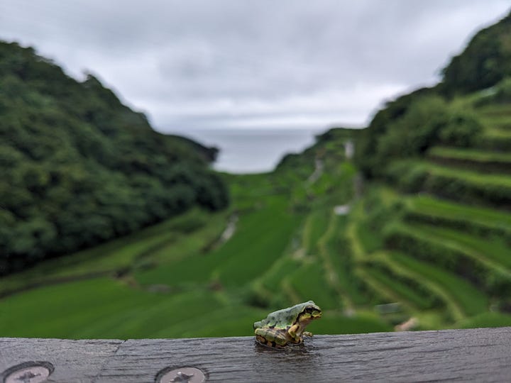 Oura Rice Terraces and Terraced Rice Fields of Hamanoura.
