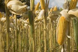 Cornfield — Science Learning Hub