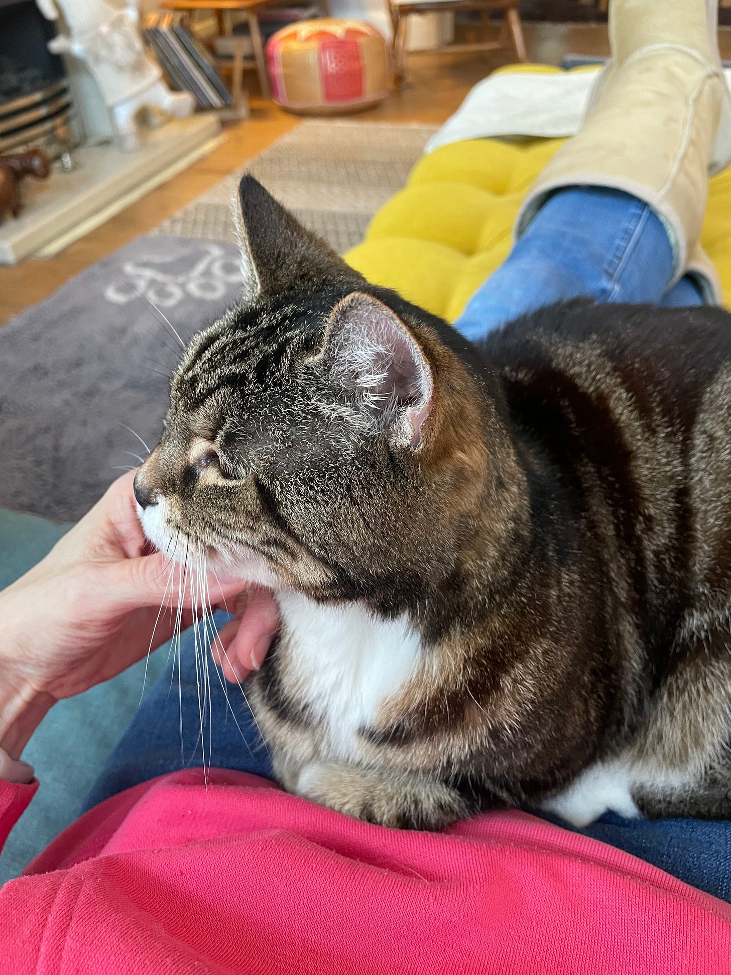 A beautiful mackeral tabby is sat on a person's lap, having her chin stroked. She is the best cat there ever was