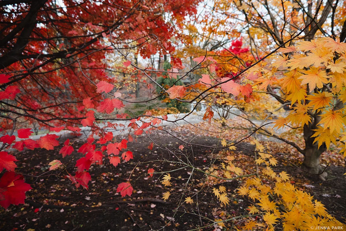 Red and yellow autumn leaves
