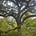 Trees for the Trees