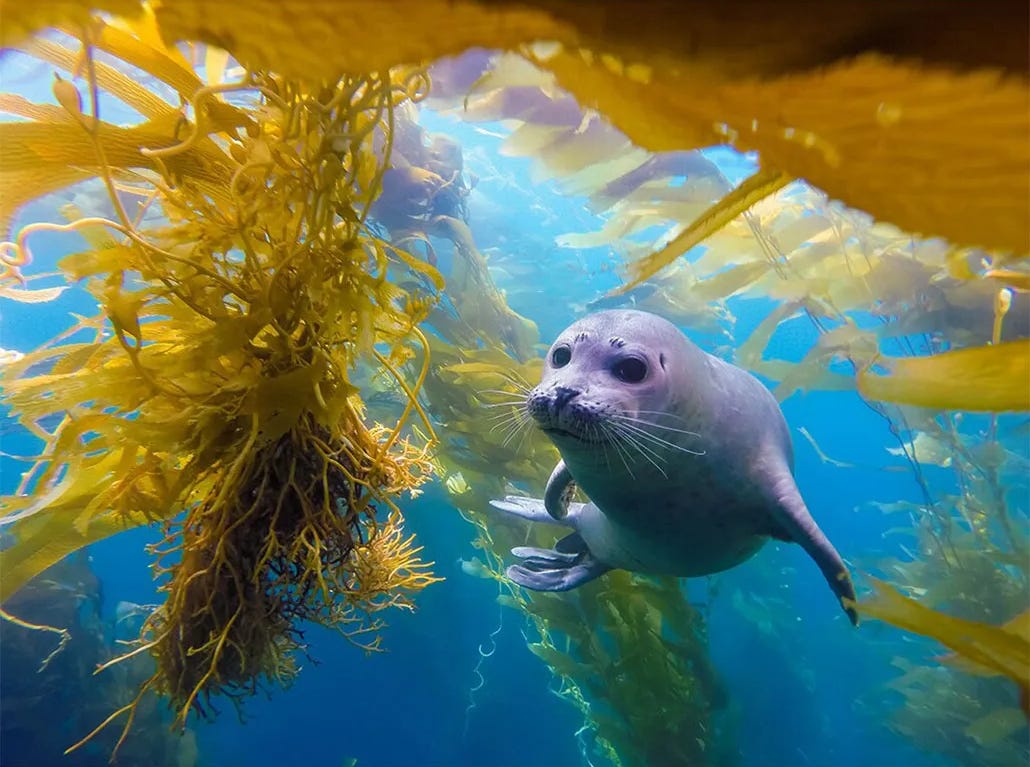 Picture of a baby seal swimming amongst kelp Picture of a baby seal swimming amongst kelp