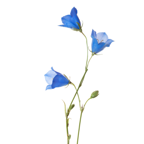 For Whom the Bell Tolls