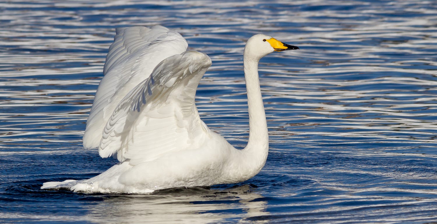 Bird of the Week: Whooper Swan - by Jack Mirkinson