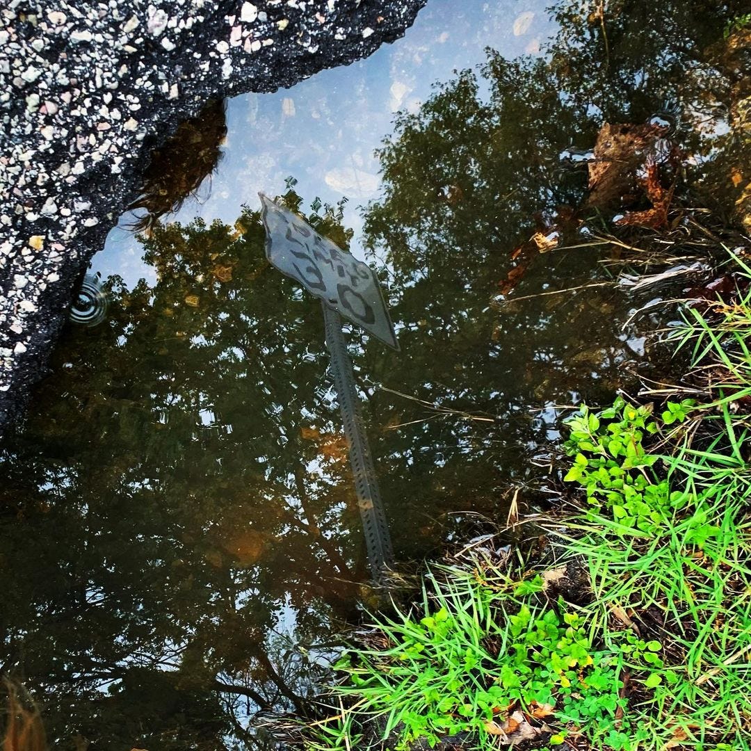 a pretty mud puddle