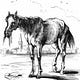 Rocinante's Stable with Shamus Strapp