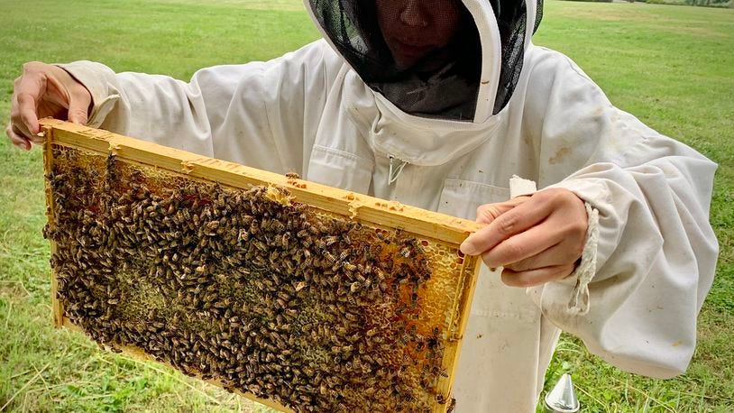 Hongmei Li-Byarlay, research assistant professor of entomology at Central State University, checks the frames at the bee hives Monday, June 19, 2023. MARSHALL GORBY\STAFF