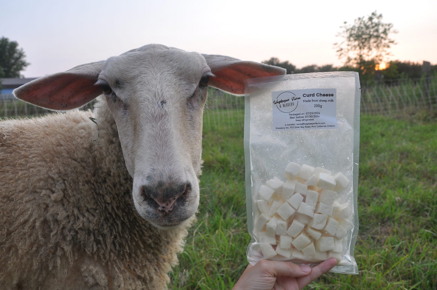 Sheep next to a bag of cheese made from sheep's milk
