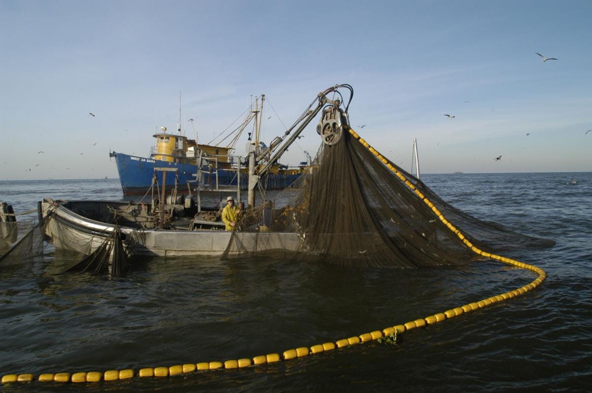 Louisiana Bill Seeks to Ban Menhaden Netting Near Coast | Outdoor Life