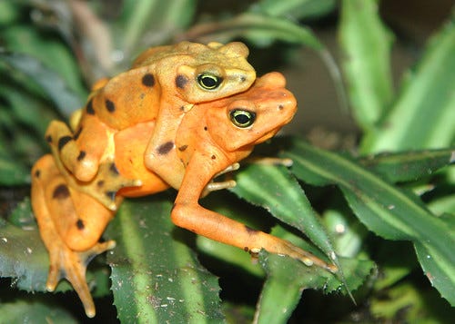Panamanian Golden Frogs, Galveston, TX Panamanian Golden Frogs, Galveston, TX