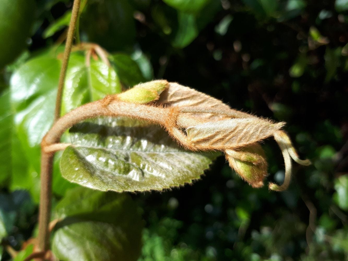 Cissus antarctica [new foliage, brown fuzz] sml.jpg