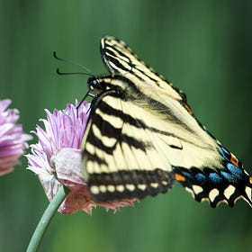 Butterfly Photography: A Practice in Optimism