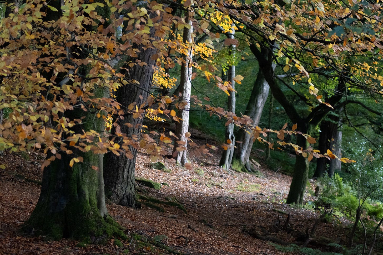 hardcstle crags beeches