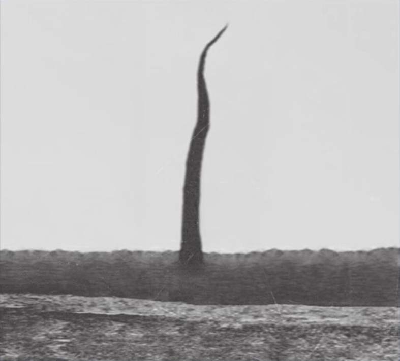 The first recorded photo of the special tree is taken in 1848 - Monument Mythos