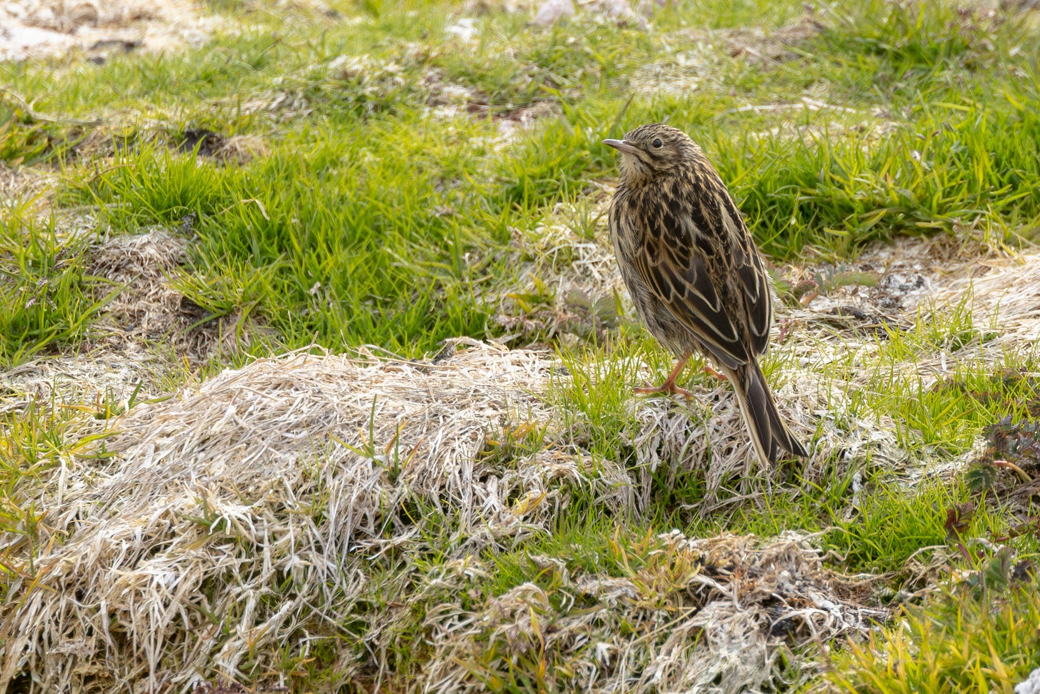 a streaky brownish bird with an eye ring standing in the grass facing away from the reader, looking up and to the left