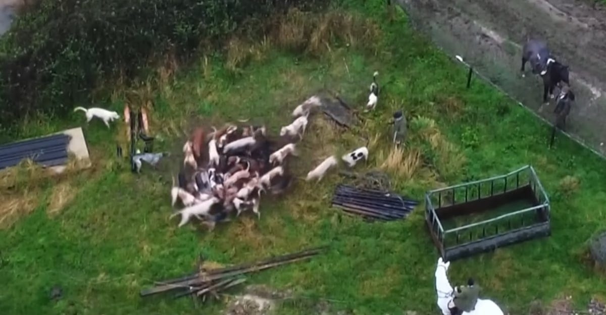 The Blackmore and Sparkford Vale hounds kill a fox. Drone footage by North Dorset Sabs The Blackmore and Sparkford Vale hounds kill a fox. Drone footage by North Dorset Sabs