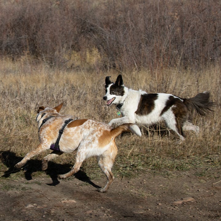 two dogs chasing each other in a field
