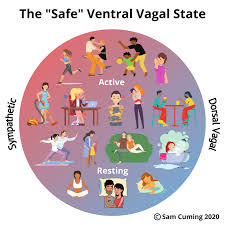 The “safe” ventral vagal dominant state ...