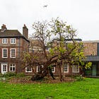 28. Hogarth's Mulberry