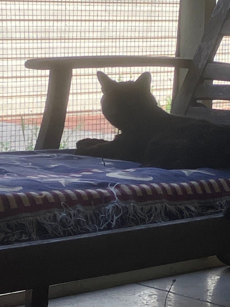 Black cat on a lounge chair, early summer