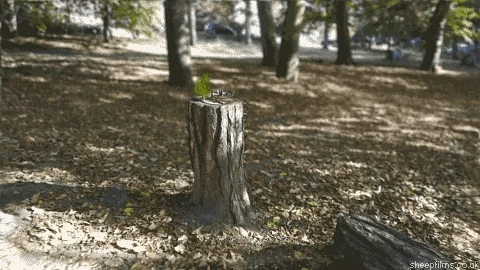 tree fractal.webp [webp-to-gif output image]