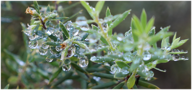 Dewdrops on a plant
